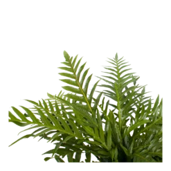 Goedkope Groen Tuin Geluk Winkel -Goedkope Groen Tuin Geluk Winkel aglaomorpha jim p19 h65 2