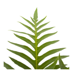 Aglaomorpha Jim - P19 H65 - Kamerplant -Goedkope Groen Tuin Geluk Winkel aglaomorpha jim p19 h65 3