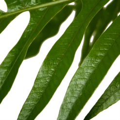 Aglaomorpha Jim - P37 H75 - Kamerplant -Goedkope Groen Tuin Geluk Winkel aglaomorpha jim p37 h75 kamerplant 4