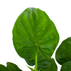 Alocasia Cucullata - Olifantsoor - P27 H80 - Kamerplant -Goedkope Groen Tuin Geluk Winkel alocasia cucullata olifantsoor p27 h80 5 1