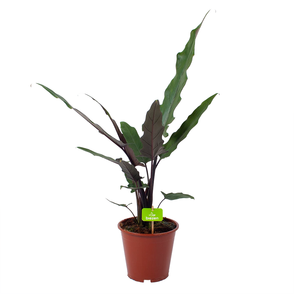 Alocasia Lauterbachiana - Olifantsoor - P19 H70 - Kamerplant 3 Alocasia Lauterbachiana - Olifantsoor - P19 H70 - Kamerplant