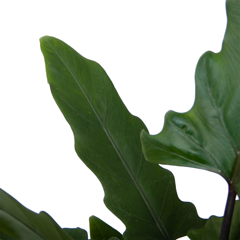 Alocasia Lauterbachiana - Olifantsoor - P19 H70 - Kamerplant 4 Alocasia Lauterbachiana - Olifantsoor - P19 H70 - Kamerplant - Afbeelding 2