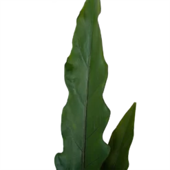 Alocasia Lauterbachiana - Olifantsoor - P19 H70 - Kamerplant 9 Alocasia Lauterbachiana - Olifantsoor - P19 H70 - Kamerplant -Goedkope Groen Tuin Geluk Winkel alocasia lauterbachiana olifantsoor p19 h70 4