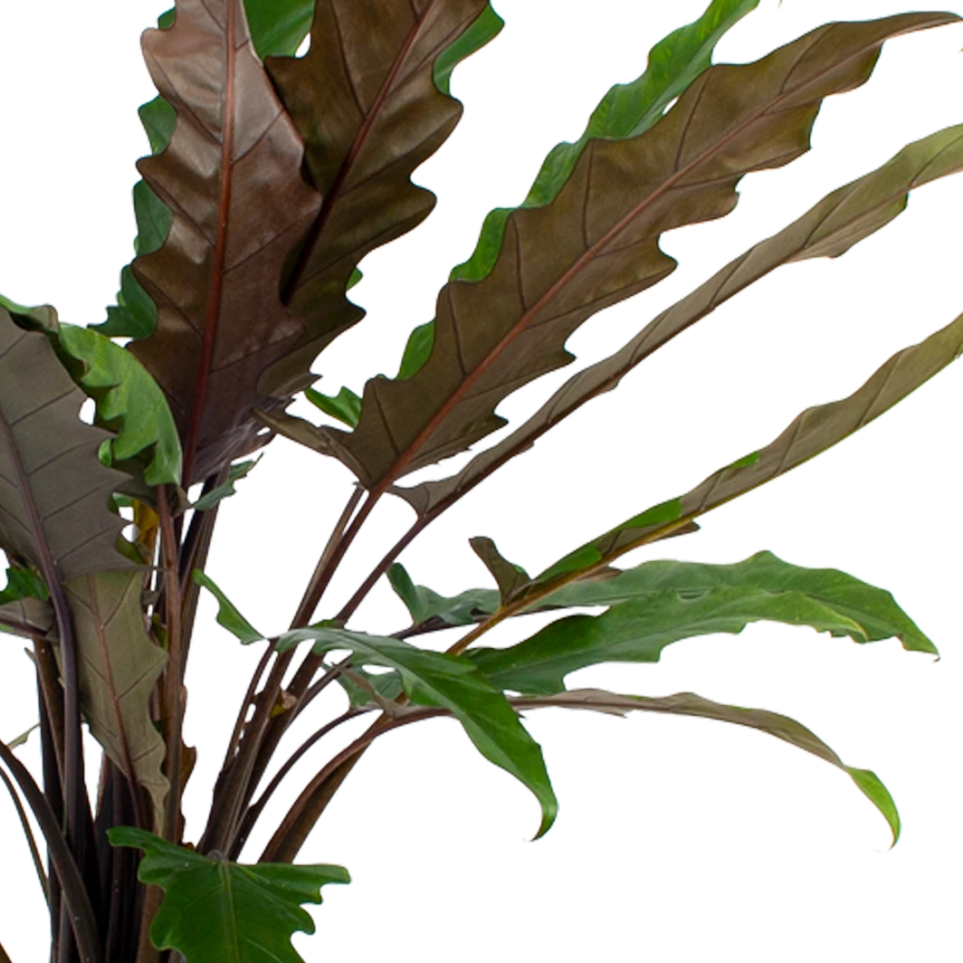 Alocasia Lauterbachiana - Olifantsoor - P27 H110 - Kamerplant 4 Alocasia Lauterbachiana - Olifantsoor - P27 H110 - Kamerplant - Afbeelding 2