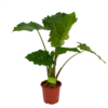 Alocasia Portodora - Olifantsoor - P21 H90 - Kamerplant