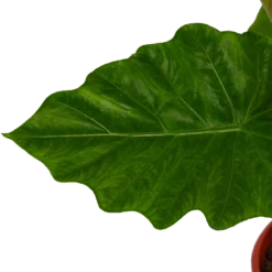 Alocasia Portodora - Olifantsoor - P21 H90 - Kamerplant -Goedkope Groen Tuin Geluk Winkel alocasia portodora olifantsoor p21 h90 4