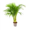 Areca - Goudpalm - P17 H90 - Kamerplant -Goedkope Groen Tuin Geluk Winkel areca goudpalm p17 h90 1 3