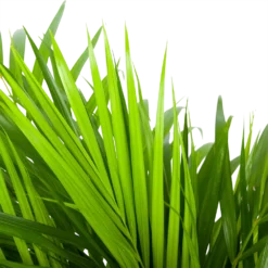 Areca - Goudpalm - P17 H90 - Kamerplant -Goedkope Groen Tuin Geluk Winkel areca goudpalm p17 h90 5 3