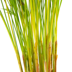 Areca - Goudpalm - P17 H90 - Kamerplant -Goedkope Groen Tuin Geluk Winkel areca goudpalm p17 h90 6 2