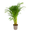 Areca - Goudpalm - P24 H120 - Kamerplant -Goedkope Groen Tuin Geluk Winkel areca goudpalm p24 h120 1