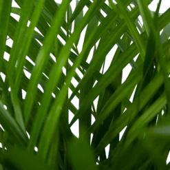 Areca - Goudpalm - P24 H120 - Kamerplant -Goedkope Groen Tuin Geluk Winkel areca goudpalm p24 h120 5