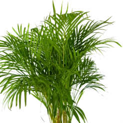 Areca - Goudpalm - P24 H140 - Kamerplant -Goedkope Groen Tuin Geluk Winkel areca goudpalm p24 h140 kamerplant 3