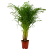 Areca - Goudpalm - P27 H180 - Kamerplant -Goedkope Groen Tuin Geluk Winkel areca goudpalm p27 h160 1 3
