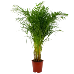 Areca - Goudpalm - P27 H180 - Kamerplant