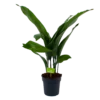 Aspidistra Elatior - Kwartjesplant - P17 H70 - Kamerplant -Goedkope Groen Tuin Geluk Winkel aspidistra elatior kwartjesplant p17 h70 1 1