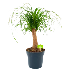 Goedkope Groen Tuin Geluk Winkel 29 Beaucarnea Recurvata - Op Stam - Olifantenpoot - P21 H60 - Kamerplant