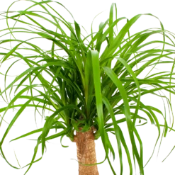 Beaucarnea Recurvata - Op Stam - Olifantenpoot - P21 H60 - Kamerplant -Goedkope Groen Tuin Geluk Winkel beaucarnea recurvata op stam olifantenpoot p21 h60 6 1