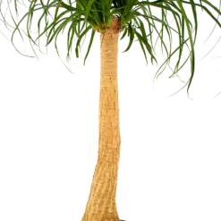 Beaucarnea Recurvata - Op Stam - Olifantenpoot - P27 H100 - Kamerplant -Goedkope Groen Tuin Geluk Winkel beaucarnea recurvata op stam olifantenpoot p27 h100 6 1