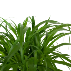 Beaucarnea Recurvata - Op Stam - Olifantenpoot - P32 H130 - Kamerplant -Goedkope Groen Tuin Geluk Winkel beaucarnea recurvata op stam olifantenpoot p32 h130 6 3