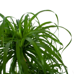 Beaucarnea Recurvata - Vertakt - Olifantenpoot - P32 H90 - Kamerplant -Goedkope Groen Tuin Geluk Winkel beaucarnea recurvata vertakt olifantenpoot p32 h90 6 3