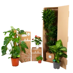 Dracaena Janet Lind - Op Stam - Drakenbloedboom - P27 H150 - Kamerplant 7 Dracaena Janet Lind - Op Stam - Drakenbloedboom - P27 H150 - Kamerplant -Goedkope Groen Tuin Geluk Winkel biezen kamerplanten verpakking 3 21