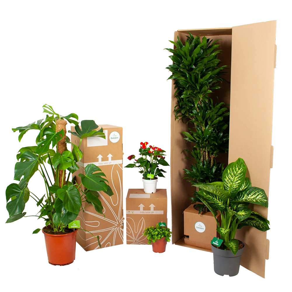 Ficus Lyrata Op Stam - Tabaksplant - P30 H150 - Kamerplant 6 Ficus Lyrata Op Stam - Tabaksplant - P30 H150 - Kamerplant - Afbeelding 4