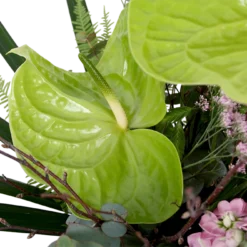 Boeket Anthurium Middel 11 Boeket Anthurium Middel -Goedkope Groen Tuin Geluk Winkel boeket anthurium boeketten 4 2