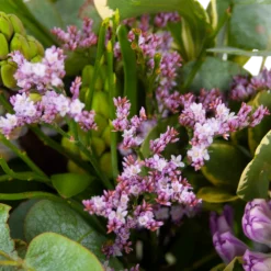 Goedkope Groen Tuin Geluk Winkel -Goedkope Groen Tuin Geluk Winkel boeket vrolijk seizoen boeketten 2 2