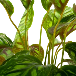 Nieuwe Producten -Goedkope Groen Tuin Geluk Winkel calathea flamestar schaduwplant p19 h75 5