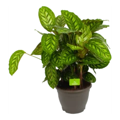 Goedkope Groen Tuin Geluk Winkel 21 Calathea Flamestar - Schaduwplant - P32 H80 - Kamerplant