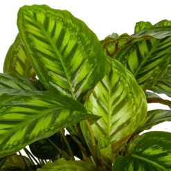 Goedkope Groen Tuin Geluk Winkel -Goedkope Groen Tuin Geluk Winkel calathea flamestar schaduwplant p32 h80 4