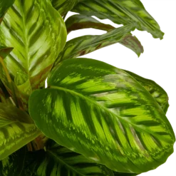 Calathea Flamestar - Schaduwplant - P32 H80 - Kamerplant -Goedkope Groen Tuin Geluk Winkel calathea flamestar schaduwplant p32 h80 5