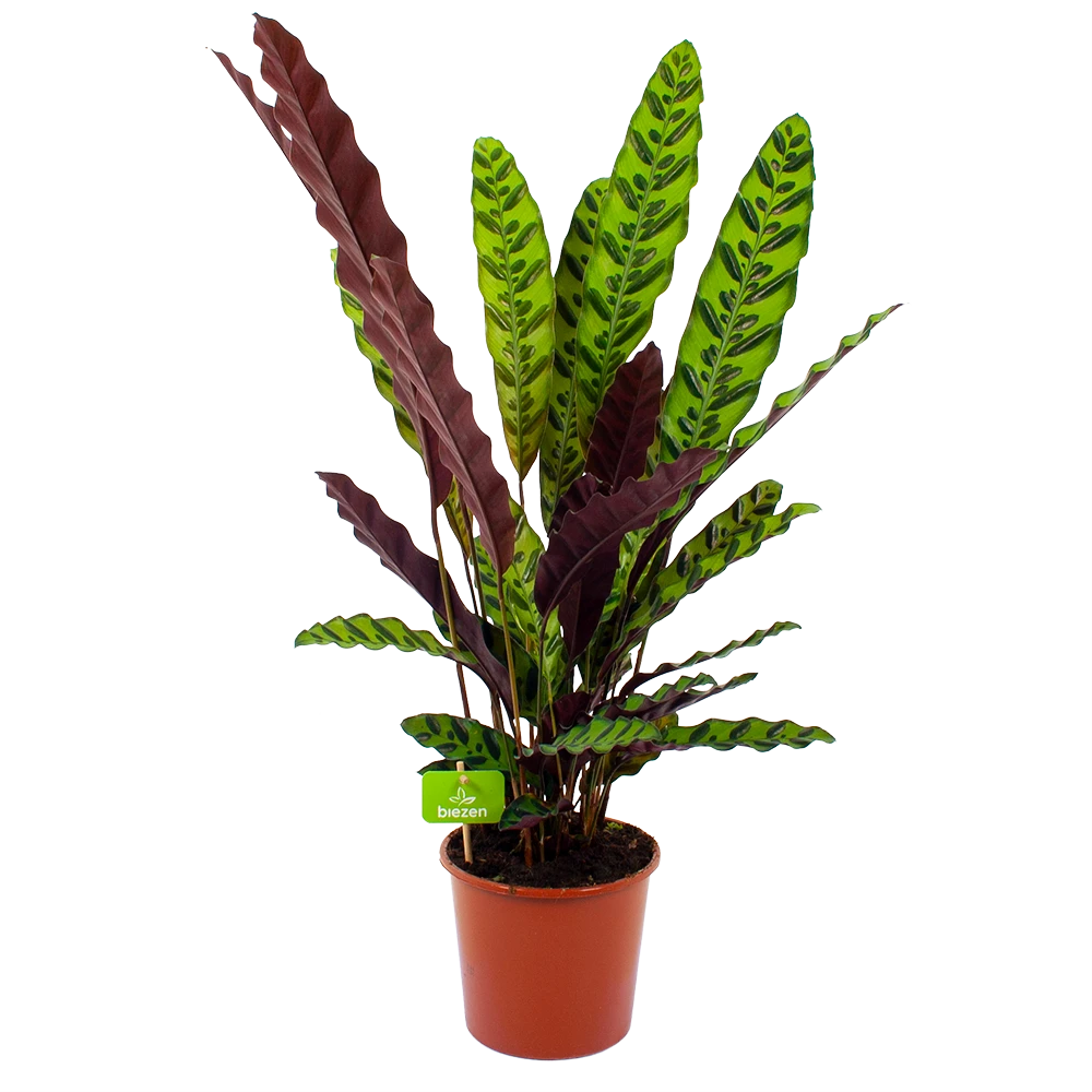 Calathea Insigne - Livingplant - P17 H65 - Kamerplant 3 Calathea Insigne - Livingplant - P17 H65 - Kamerplant