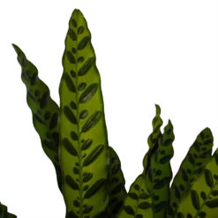 Nieuwe Producten -Goedkope Groen Tuin Geluk Winkel calathea insigne livingplant p21 h60 3