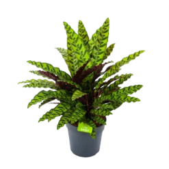 Nieuwe Producten 12 Calathea Insigne - Livingplant - P27 H80 - Kamerplant