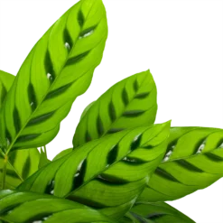 Nieuwe Producten -Goedkope Groen Tuin Geluk Winkel calathea leopardina schaduwplant p17 h70 5