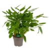 Calathea Leopardina - Schaduwplant - P27 H90 - Kamerplant 1 Calathea Leopardina - Schaduwplant - P27 H90 - Kamerplant -Goedkope Groen Tuin Geluk Winkel calathea leopardina schaduwplant p27 h90 kamerplant 1
