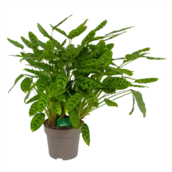 Nieuwe Producten 20 Calathea Leopardina - Schaduwplant - P27 H90 - Kamerplant