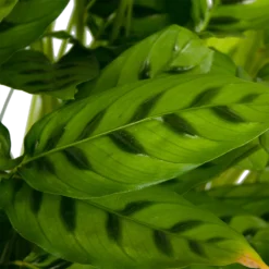 Calathea Leopardina - Schaduwplant - P27 H90 - Kamerplant -Goedkope Groen Tuin Geluk Winkel calathea leopardina schaduwplant p27 h90 kamerplant 4