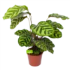 Calathea Makoyana - Pauwenplant - P17 H65 - Kamerplant -Goedkope Groen Tuin Geluk Winkel calathea makoyana pauwenplant p17 h65 1 2