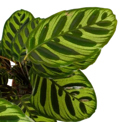 Calathea Makoyana - Pauwenplant - P17 H65 - Kamerplant -Goedkope Groen Tuin Geluk Winkel calathea makoyana pauwenplant p17 h65 6 2