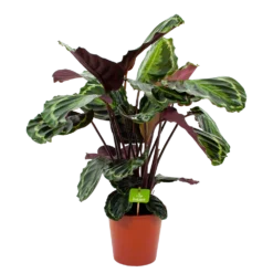 Nieuwe Producten 14 Calathea Medaillon - Schaduwplant - P19 H75 - Kamerplant