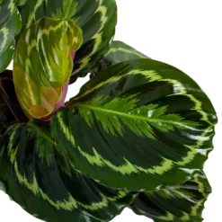 Nieuwe Producten -Goedkope Groen Tuin Geluk Winkel calathea medaillon schaduwplant p19 h75 5