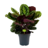 Calathea Medaillon - Schaduwplant - P27 H90 - Kamerplant -Goedkope Groen Tuin Geluk Winkel calathea medaillon schaduwplant p27 h90 1 1