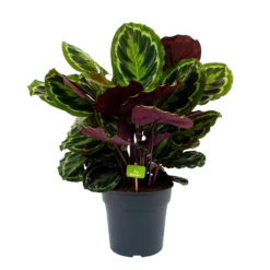 Nieuwe Producten 16 Calathea Medaillon - Schaduwplant - P27 H90 - Kamerplant