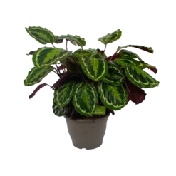 Calathea Medaillon - Schaduwplant - P32 H80 - Kamerplant 9 Calathea Medaillon - Schaduwplant - P32 H80 - Kamerplant -Goedkope Groen Tuin Geluk Winkel calathea medaillon schaduwplant p32 h80 2