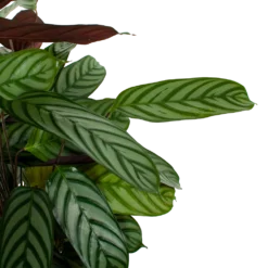 Nieuwe Producten -Goedkope Groen Tuin Geluk Winkel calathea oppenheimiana pauwenplant p21 h105 5 1