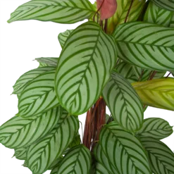 Nieuwe Producten -Goedkope Groen Tuin Geluk Winkel calathea oppenheimiana schaduwplant p27 h130 5