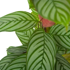 Calathea Oppenheimiana - Schaduwplant - P27 H130 - Kamerplant -Goedkope Groen Tuin Geluk Winkel calathea oppenheimiana schaduwplant p27 h130 6
