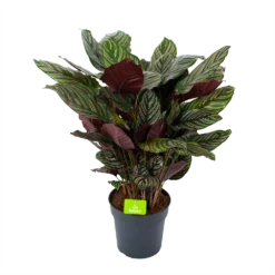 Nieuwe Producten 22 Calathea Ornata - Livingplant - P27 H80 - Kamerplant
